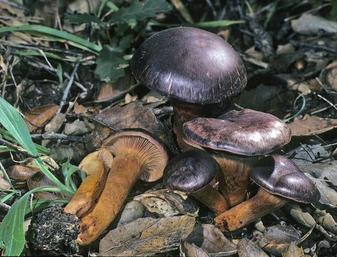 Chroogomphus vinicolor